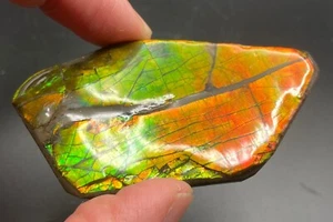7 cm Fossil Ammolith mit verschiedenen Farben - Ammonit, Alberta, Kanada. - Bild 1 von 8