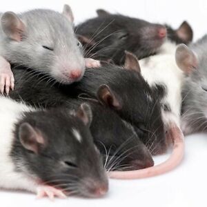 Frozen Reptile & Raptor Food, Mice, Rats. **One flat rate delivery Cost**