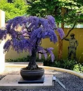 BU 442XZ Bonsai Afrikanischer Blauregen Jacaranda Seeds Zaden Samen Stück 3 - Bild 1 von 1