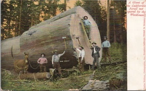 LITOGRAFÍA California Escena de tala Almirante Dewey Árbol talado por leñadores c. 1910 - Imagen 1 de 2