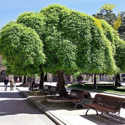 JAPANESE PAGODA TREE Sophora Japonica - 5+ SEEDS - Image 1 of 4