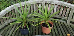 2 X  Keulenlilie schnellwüchsige Pflanzen immergrüne Palmen ca.50cm inkl. Topf.