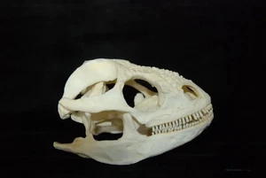 Galapagos Land Iguana Skull  Replica - Picture 1 of 1