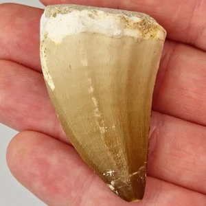Thalassotitan atrox 2.04" Mosasaur Tooth Fossil - Posterior - Morocco - Bild 1 von 7