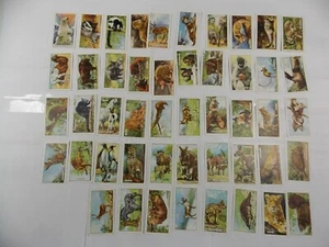 Juego completo 48 tarjetas de cigarrillos Gallaher animales salvajes 1937 - Imagen 1 de 10