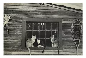 3 Cats On Cabin Windowsill Indian Corn & Snowshoes • Divided Continental - Picture 1 of 2