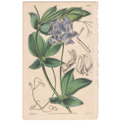 Revista Botánica Curtis 1843 Grabado Coloreado a Mano 3987 Guisante Eterno Foto 1 de 3