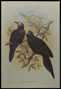 John Gould Wattled Bird of Paradise British Museum Official Limited Print - Picture 1 of 2