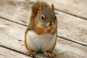 Time for a Snack Cute Squirrel Eating a Nut Photo Art Print Poster 18x12 - Picture 1 of 3