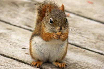 Time for a Snack Cute Squirrel Eating a Nut Photo Art Print Poster 18x12 - Image 1 of 3
