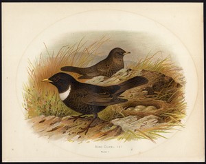 Antique Bird Print-RING OUZEL-TURDUS TORQUATUS-Butler-Gronvold-1904