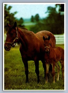 Postcard Vtg Kentucky Mare And Foal Bluegrass Horse Farms Animals 4 x 6 - Picture 1 of 2