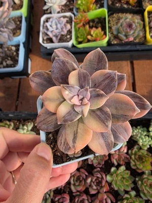 Imported superbum var succulent 1pc - Image 1 of 4