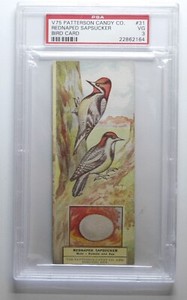 1924 V75 Patterson Candy co. Bird Card #31 Rednaped Sapsucker PSA 3
