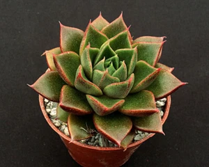 Echeveria 'Shark Skin' | Hybrid | Surreal Succulents - Picture 1 of 3