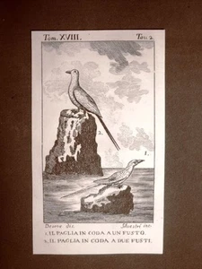 Paglia in coda a 1 e 2 fusti Incisione rame del 1813 Buffon Uccello Ornitologia - Picture 1 of 1