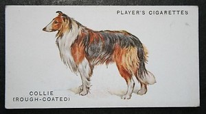 ROUGH COATED COLLIE  Vintage Illustrated Card  OC24