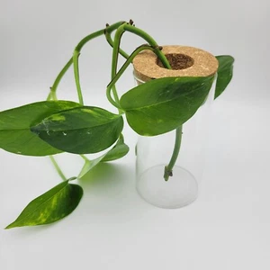 Jarrón cilíndrico de vidrio de 5" para propagación de plantas terrario de escritorio maceta de vidrio corcho - Imagen 1 de 7