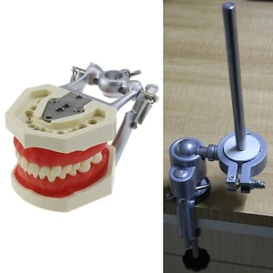 Kilgore Nissin 200 Dental Typodont 28PCS Teeth Model Mounting Pole Training Exam - Picture 1 of 24