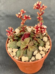 Crassula Exilis Picturata Clone 2 Topf Ø 5,5 - Bild 1 von 1