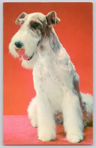 Postkarte Drahthaar Terrier Hund - Bild 1 von 3