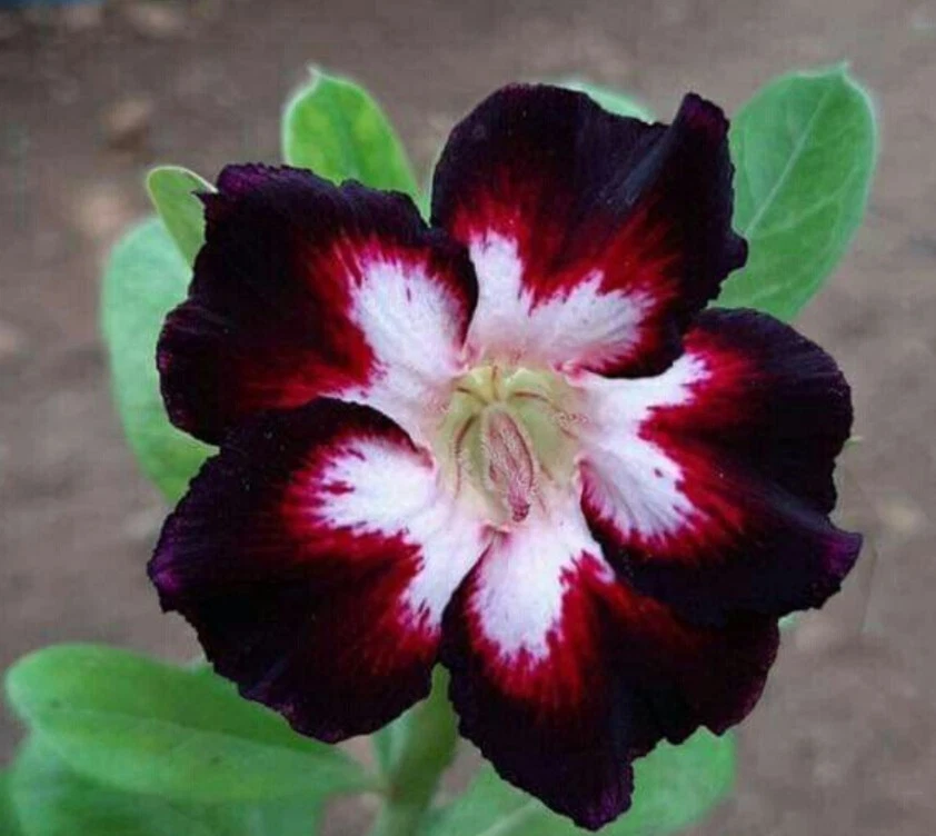 20 Semillas Adenium Obesum Rosa Del Desierto - Image 1 of 1