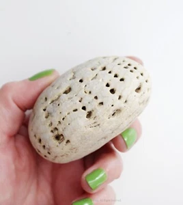 Large Fossilised Sea Urchin Natural Paperwight Sea Lover Gift 75mm - Foto 1 di 7