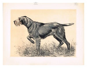 CHIEN : GRIFFON KHORTAL Rfamn-GRAVURE ANCIENNE 1947 23x31cm - Imagen 1 de 1