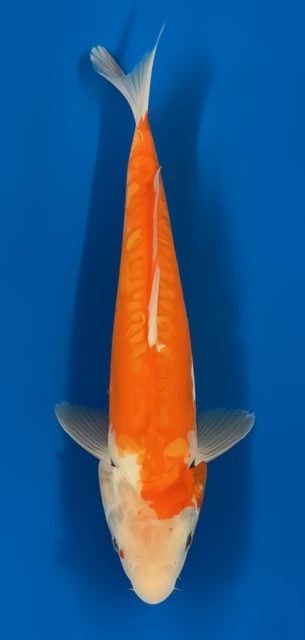 14"  Hariwake - Image 1 of 1