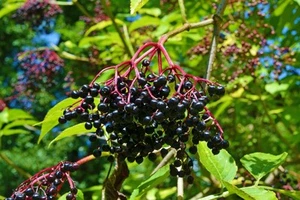 6 Boutures Sureau noir - Sambucus Nigra + HORMONE OFFERT  - Picture 1 of 3