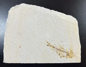 Fish Fossil From Kemmerer Wyoming Green River Formation Slab Approx 5"x7" - Picture 1 of 5