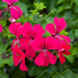 BIN#R7D4 Ivy Geranium Seeds Reach Out Hot Pink 15 Seeds Trailing Geranium - Picture 1 of 1