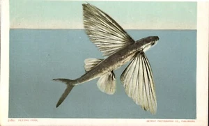Flying Fish Detroit Photographic Postcard Undivided Unposted - Picture 1 of 2