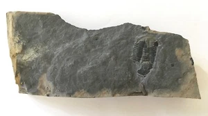 Genuine Trilobite in Matrix - Elrathia Kinghi species - giant 1" x 2" specimen - Picture 1 of 2