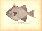 "THE TRIGGER-FISH" Antique authentic engraving 1884