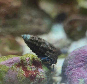 5  Medium Blue Leg Hermit Crabs And 5 Astrea Turbo Snails Reef Safe Clean Crew - Picture 1 of 3