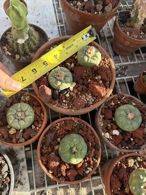 Cactus antiguo Astrophytum Asteria Ariocarpus Foto 1 de 3