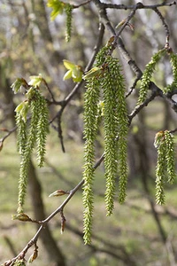 Zitterpappel Pappel Populus tremula 150-200 cm im Container - Bild 1 von 1