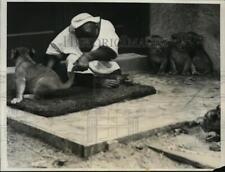 1931 Press Photo San Francisco Fleishacker Zoo Mickey the chimp & lion cubs