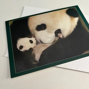 Team Husar Wildlife Photography Panda Bear & Cub Greeting Card with Envelope - Picture 1 of 3
