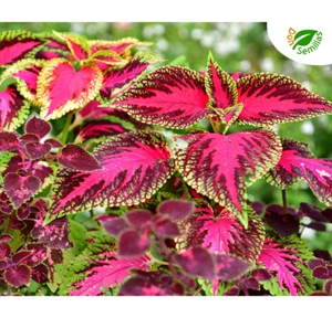 Coleo Arco Iris ( 300 semillas ) Coleus blumei - seeds arcoiris rainbow coleos - Imagen 1 de 1