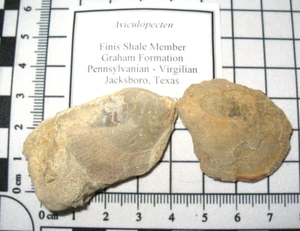 Lote de Aviculopecten fósil de Pensilvania molusco bivalvo Finis Shale - Imagen 1 de 3
