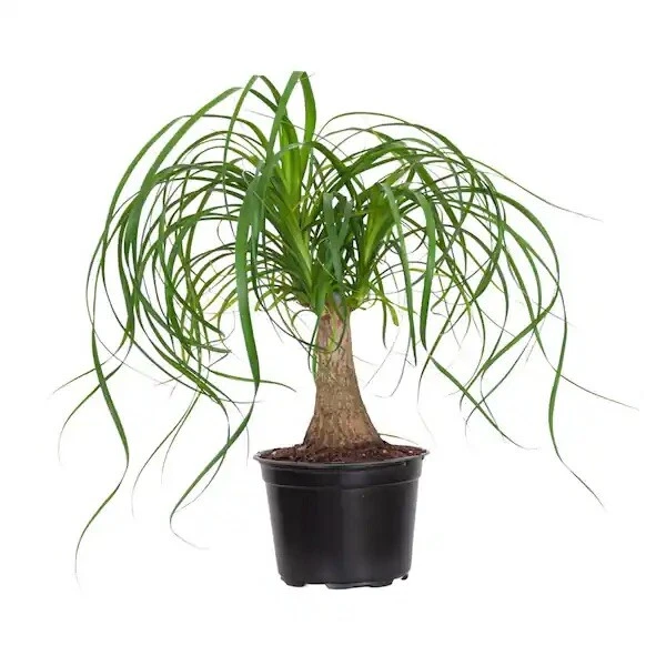 Plants Beaucarnea Recurvata elephant foot ponytail palm in 6” pot - Image 1 of 1