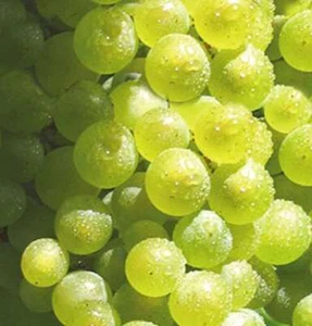 Weinrebe Solaris 100-125cm - Vitis - Bild 1 von 1
