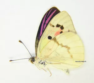 Mariposa/Pieridae sin montar - Colotis zoe, macho, Madagascar - Imagen 1 de 1