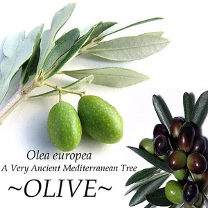 ~OLIVE~ Olea europaea cv Arbequina Ancient Mediterranean Tree Small Potted Plant - Picture 1 of 10