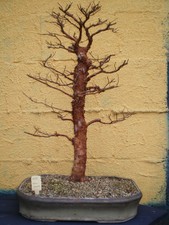 Satsuki Azalee Nissho No Hikari Bonsai 30 Jahre 70cm Amazon De