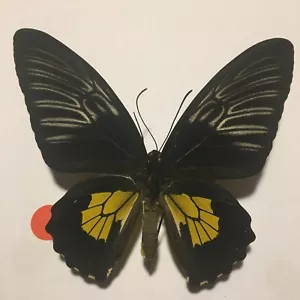 Real Dried Insect/Butterfly Non set B2043 Rare FeMale Golden Papilio rhadamantus - Picture 1 of 4