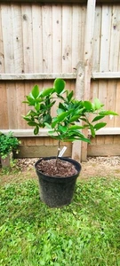 3-year-old grafted orange tree Fragola - Picture 1 of 1