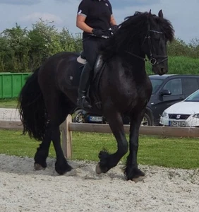 Biete Reitbeteiligung an einem sportlichen Friesen mit Top Papieren - Bild 1 von 12